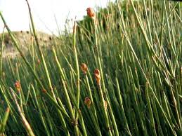 گیاه افدرا اصل