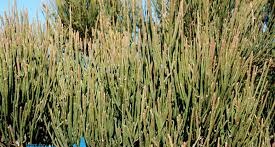 تجارت گیاه افدرا