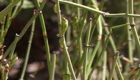 فروش اینترنتی گیاه افدرا