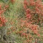 گیاه افدرا ارگانیک