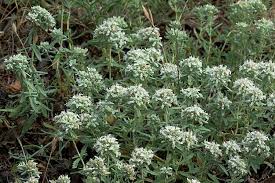 'گیاه افدرا در ایران