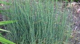 فروش عمده افدرا