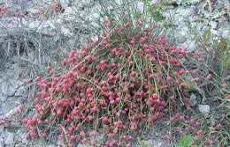 گیاه افدرا ویژه داروسازی