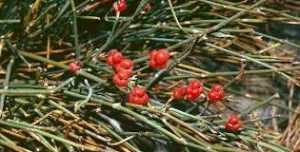 افدرا باکیفیت