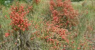 گیاه افدرا ماهوانگ