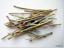 انواع افدرا