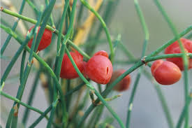 فروش گیاه افدرا