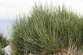 فروش گیاه افدرا