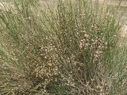 افدرا صنعتی