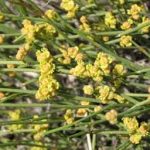 افدرا دارویی