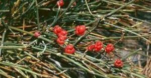 گیاه افدرا ماهوانگ