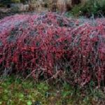 فروش گیاه افدرا فله ای