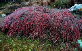 فروش گیاه افدرا فله ای