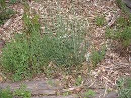 فروش انواع گیاه افدرا ephedra sinica