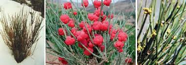 افدرا سینیکا