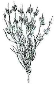 گیاه افدرا فله ای