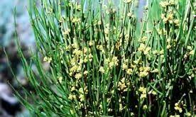 گیاه افدرا ماهوانگ