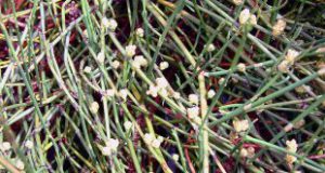 گیاه افدرا در ایران