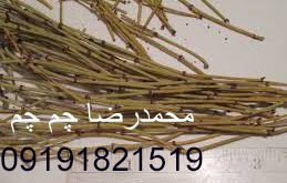 گیاه افدرا اصل