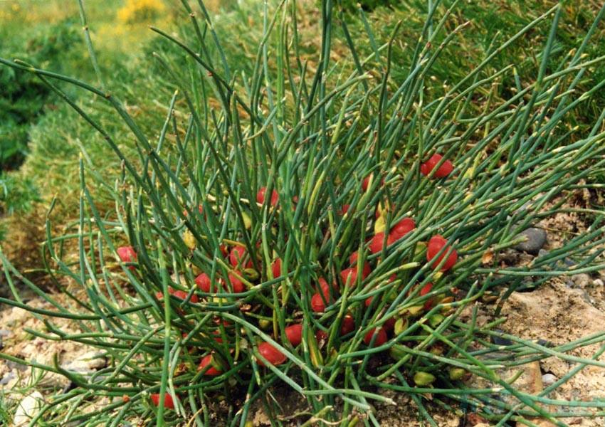 گیاه افدرا در ایران