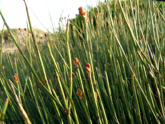 گیاه افدرا در ایران