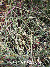 قیمت عمده انواع گیاه افدرا