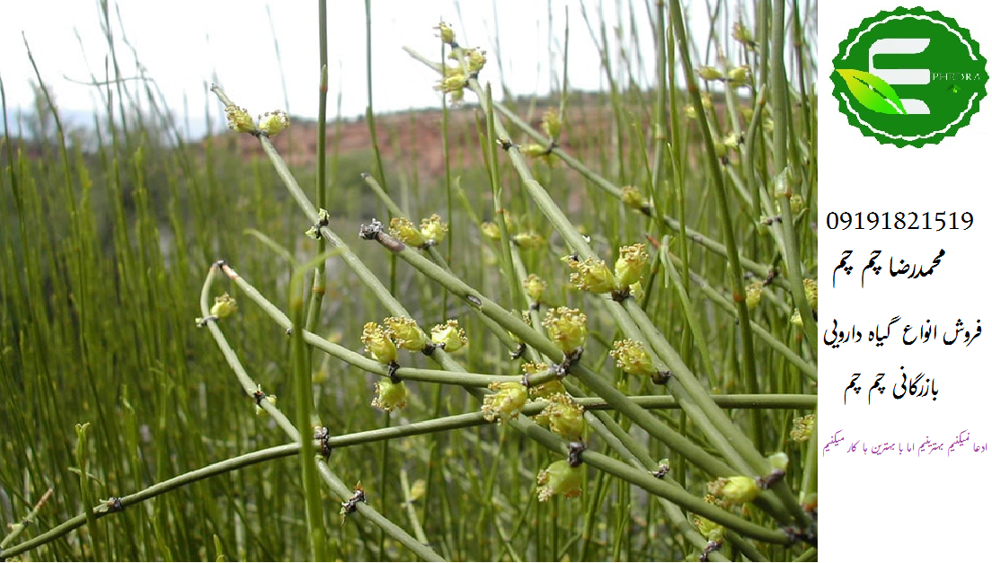 گیاه افدرا