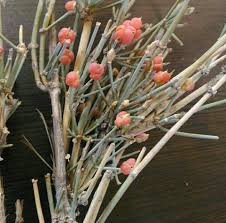 قیمت عمده گیاه افدرا