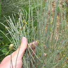 خرید گیاه افدرا