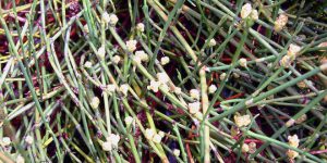 خرید و فروش گیاه افدرا