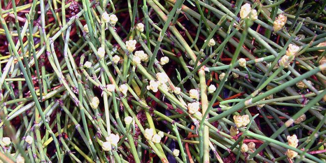 خرید و فروش گیاه افدرا