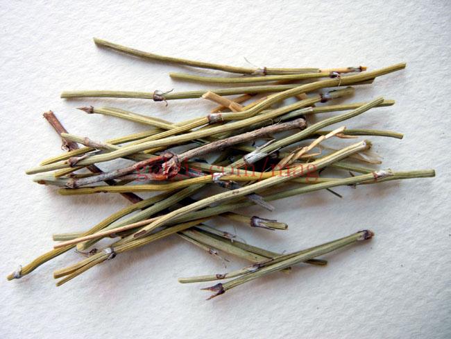 خرید و فروش گیاه افدرا