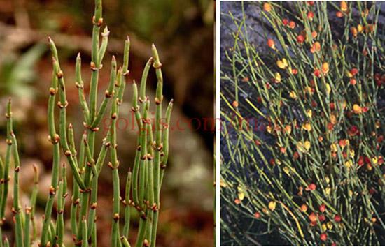 خرید و فروش گیاه افدرا