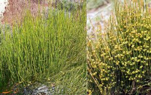 خرید و فروش گیاه افدرین