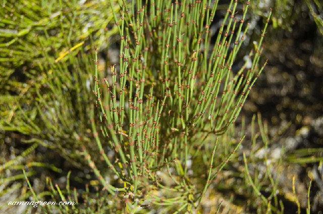 خرید و فروش گیاه افدرین