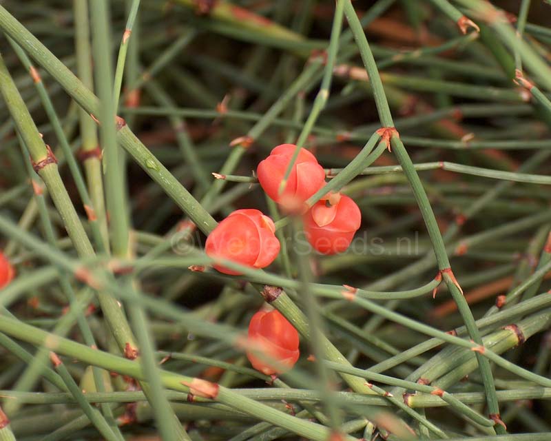 خرید و فروش گیاه افدرین