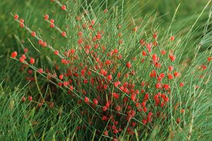 مرکز خرید گیاه افدا