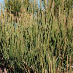 گیاه افدرا به صورت عمده