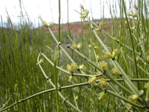 گیاه افدرین اصل