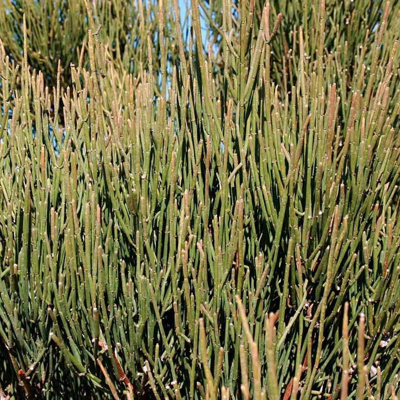 گیاه افدرین اصل