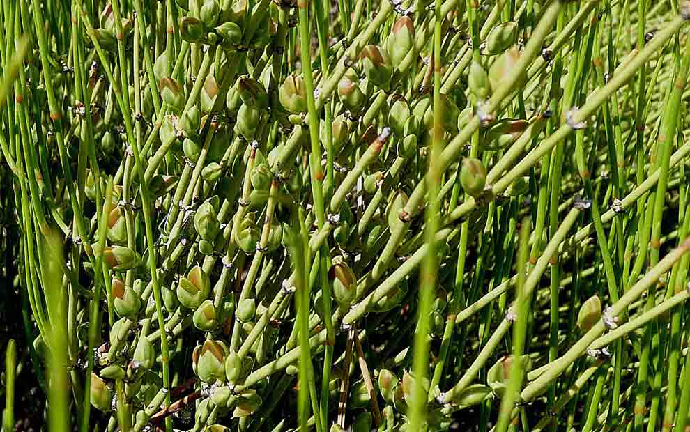 گیاه افدرین اصل