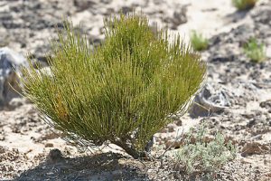 گیاه افدرین به صورت عمده