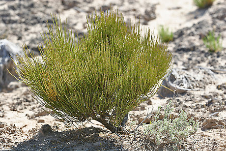 گیاه افدرین به صورت عمده