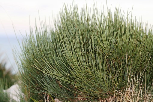 گیاه افدرین به صورت عمده