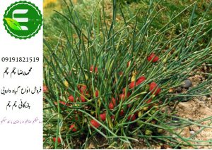 فروش عمده گیاه افدرا اصل