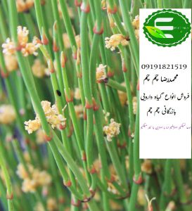 فروش عمده گیاه افدرا اصل