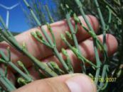 فروش عمده گیاه افدرا اصل