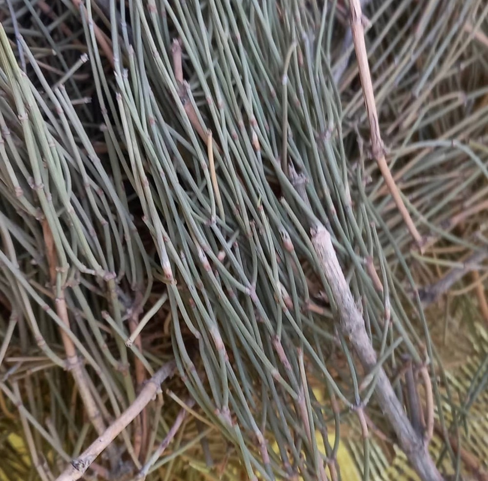 بهترین انواع افدرا